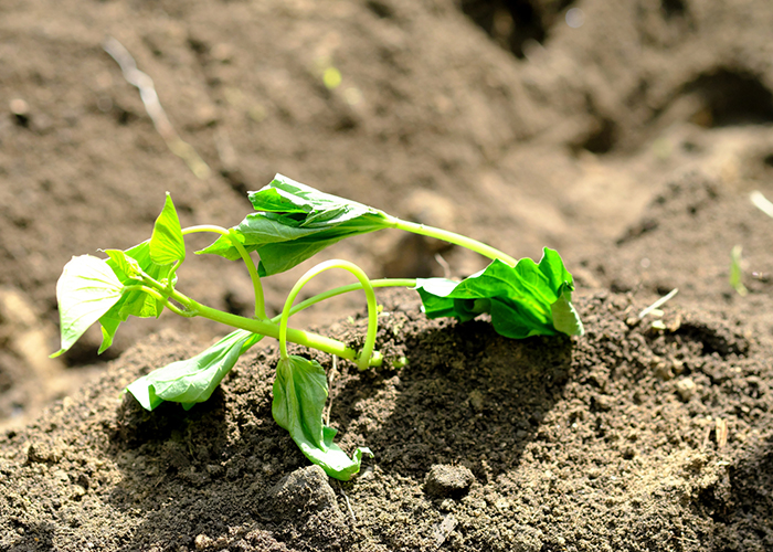 収穫量が多い船底植え（水平植え）