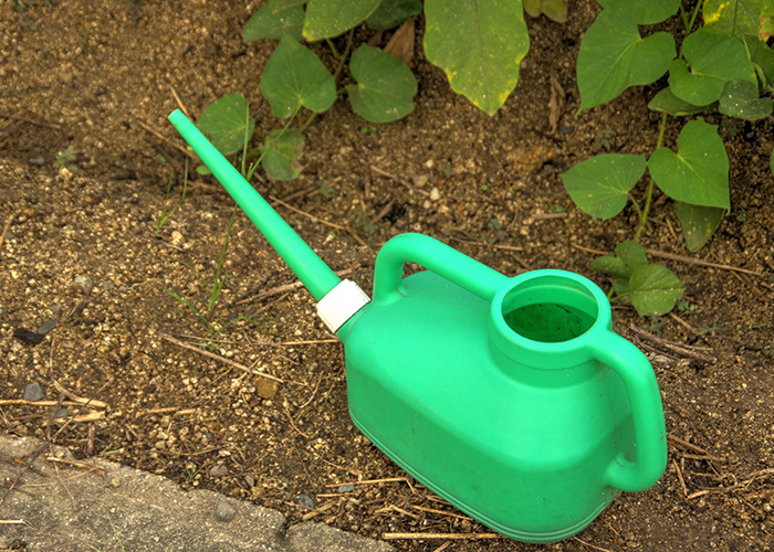 水やりの頻度とタイミング