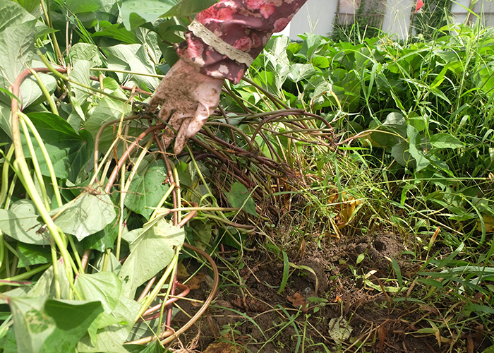 収穫量を増やす「つる返し」のやり方