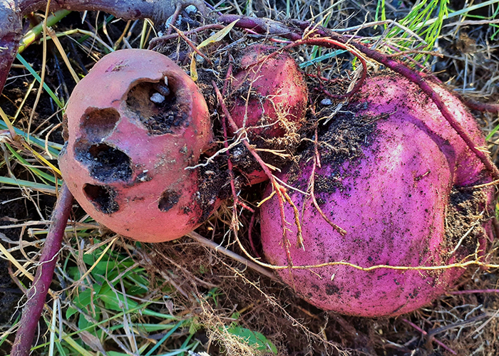 栽培初期に気をつけたい害虫とその対策
