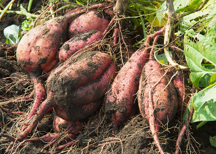 収穫のサインとタイミング