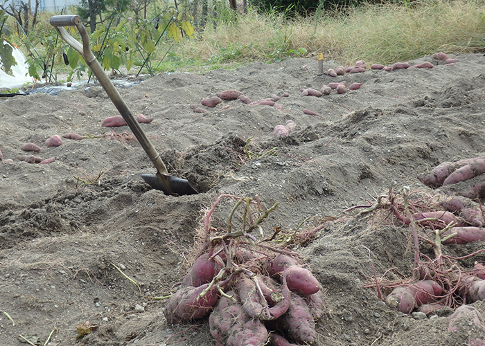 芋を傷つけずに収穫する手順