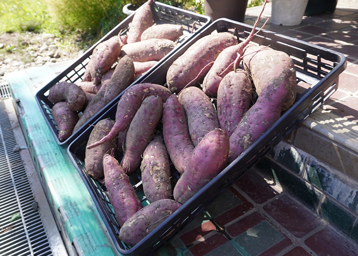 収穫後の追熟と長期保存のコツ