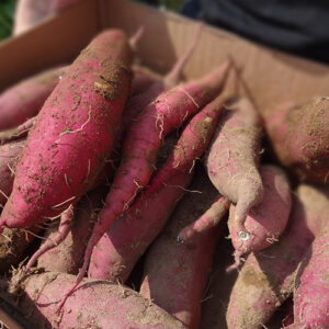 焼き芋の違いを徹底解説！ねっとり系・ほくほく系の特徴とおすすめ品種