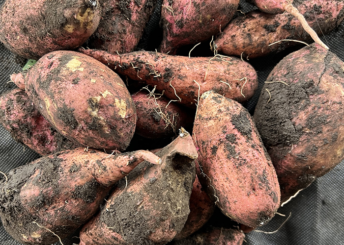 届いたらすぐにやるべきこと