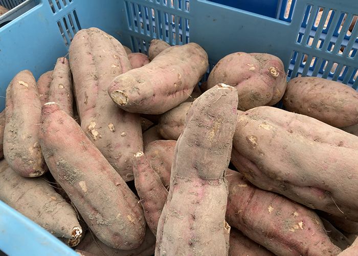 さつまいもは、見た目の素朴さからは想像できないほど栄養価が高く、まさにスーパーフード