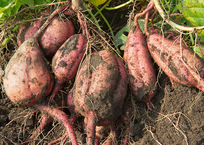 プロが教える!甘い安納芋の見分け方がわかる!スーパーでの選び方から、1ヶ月もつ常温保存・便利な冷凍保存のコツ