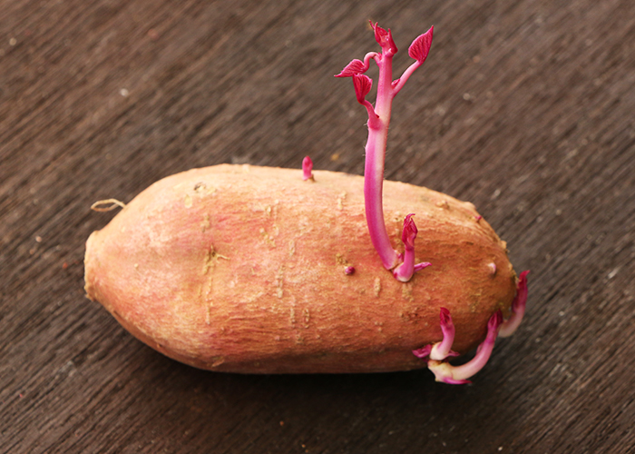 芽が出てきた安納芋は食べられる?