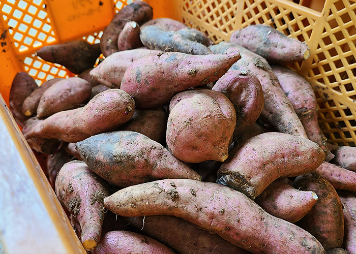 鉄則2 適切な追熟期間で甘さを凝縮させる