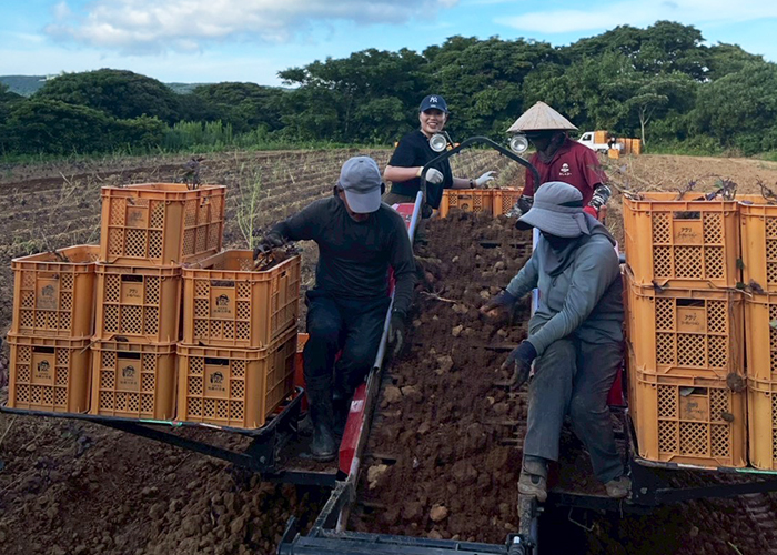 収穫用車両「ポテカルゴ」に乗り込み、皆で力を合わせて安納芋の予行収穫作業