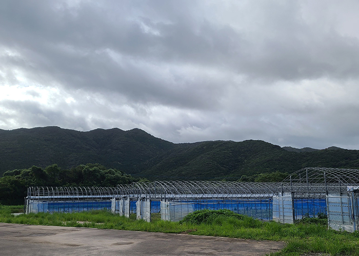五島　アグリ・コーポレーションのビニールハウス