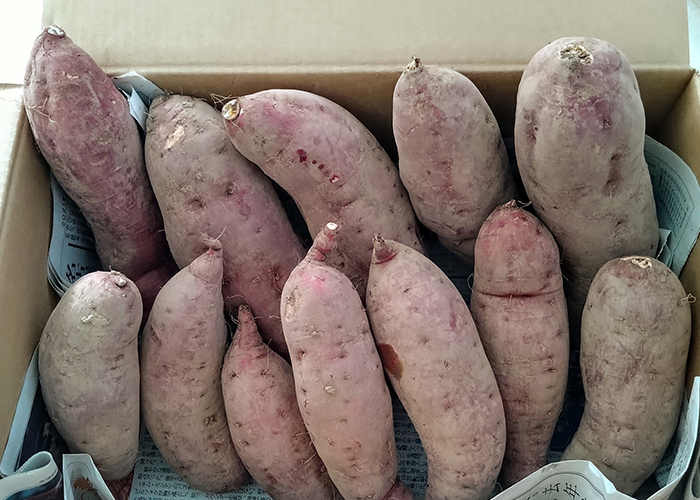 さつまいも種類-品種選びで失敗しないための3つのポイント