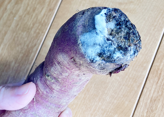 さつまいも-白い綿状のカビは取り除けば食べられる可能性