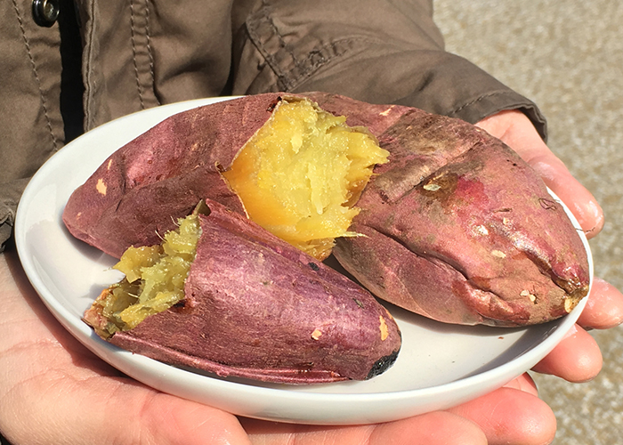 紅はるかとシルクスイートの焼き芋比較