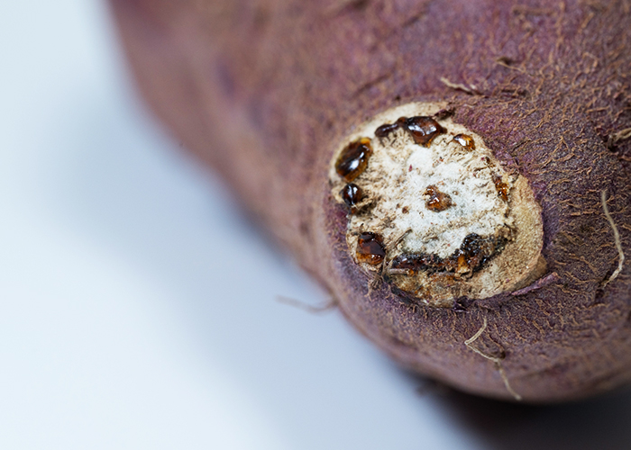 さつまいものヤラピン