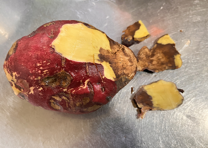 さつまいも-カビ以外の腐敗のサイン(異臭・ぬめり)