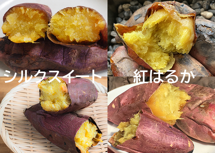 人気の紅はるかとシルクスイートを焼き芋で徹底比較