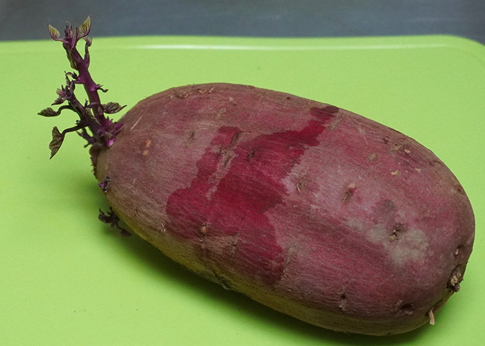 さつまいもの芽に毒はない