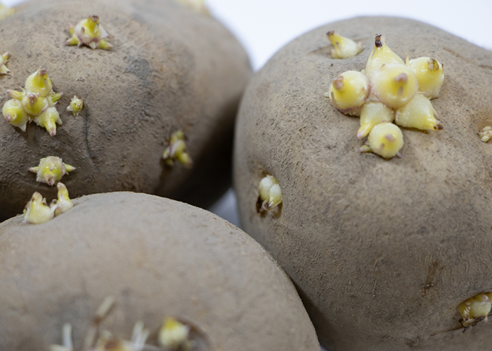 じゃがいもの芽に含まれるソラニンとの違い