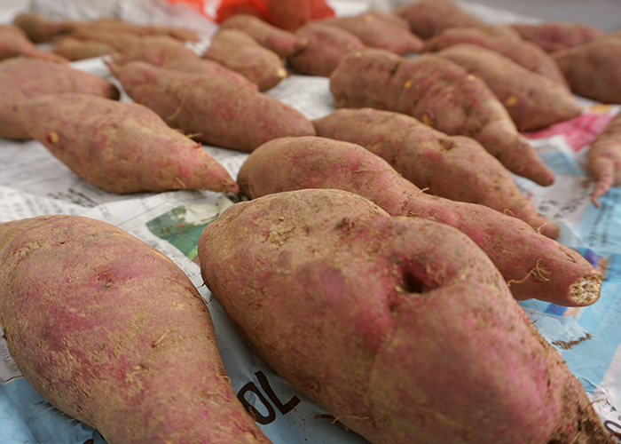 さつまいも保存の鉄則-土付きのまま新聞紙で包む