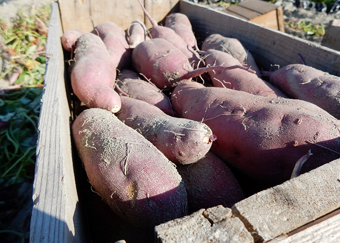 なると金時は高系14号から生まれたブランド芋