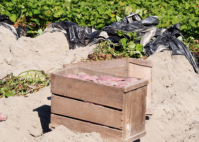 なると金時の栽培に適した徳島の風土