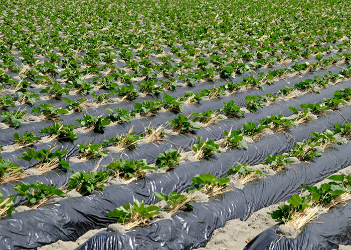 鳴門金時の旬はいつ?