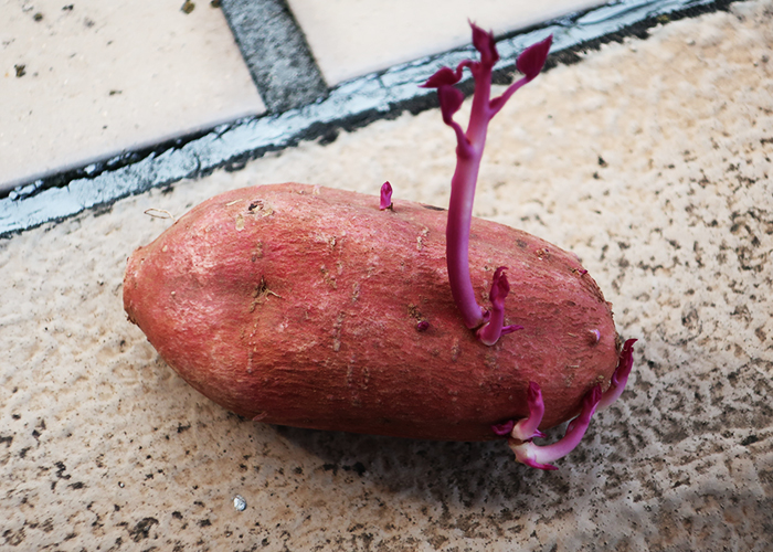 これは避けて!保存に向かない安納芋の特徴
