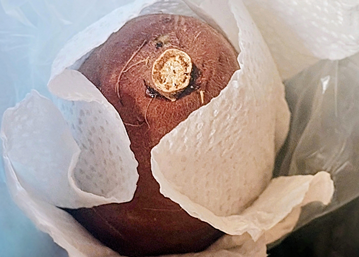 電子レンジを使って短時間で柔らかくする方法