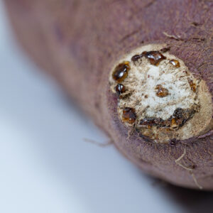 さつまいも博とは？さつまいも博を楽しむための準備を徹底解説