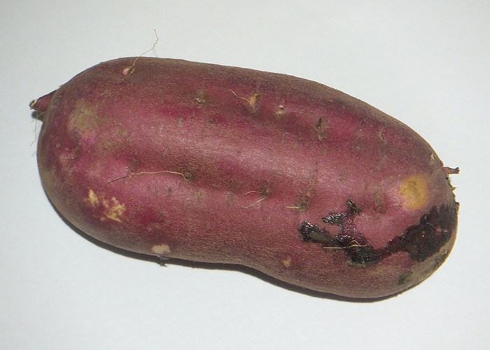 ヤラピンはさつまいもだけが持つ貴重な成分