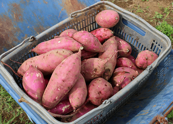 さつまいもの栄養と驚くべき健康効果まとめ