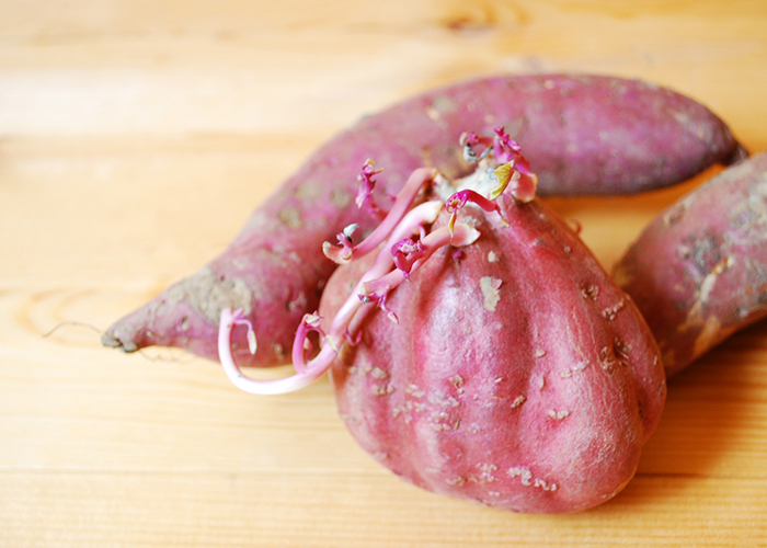 芽が出たり、黒く変色したりしたさつまいもは食べられますか？