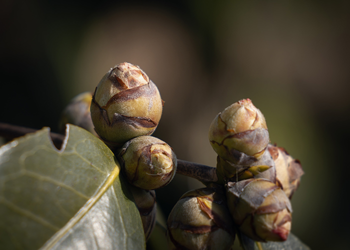 椿油は五島うどんの麺同士の付着を防ぎなめらかに