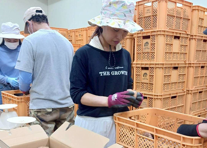 研修では、トラクターの操作や有機安納芋の収穫、選別、しっぽ切り、出荷作業