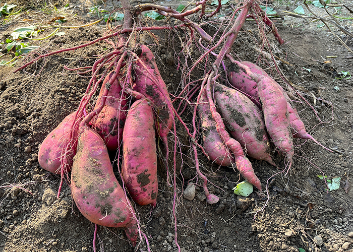 さつまいものサイズ別 糖質・カロリー早見表