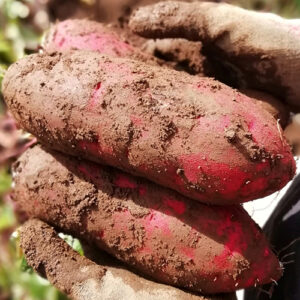 コーヒーだけじゃない！さつまいものクロロゲン酸とは？アンチエイジングへの活用法