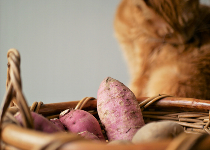 猫にとっての安全性と中毒性の有無