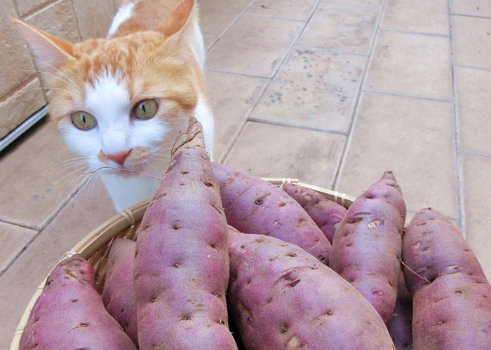 食物繊維とヤラピンによる便秘解消効果
