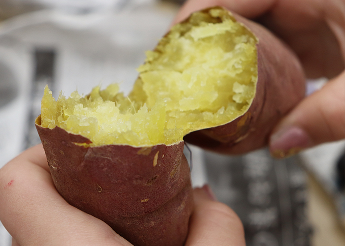 さつまいもを与える際のアレルギーや病気のリスクとは?