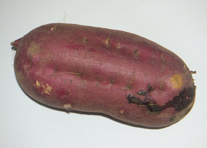 さつまいも特有の成分ヤラピンとは