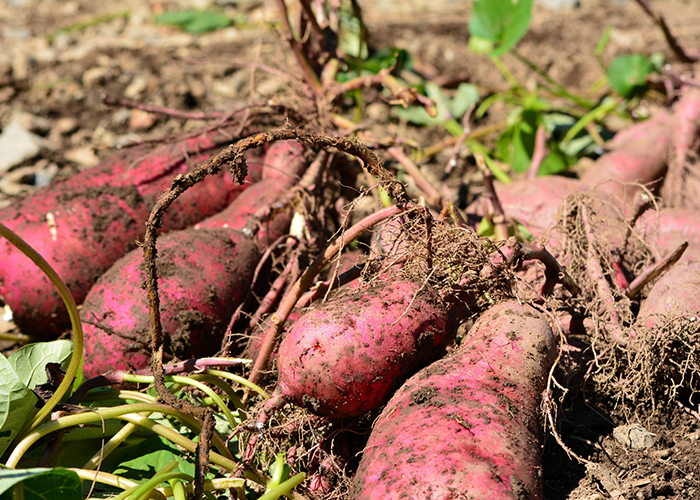 さつまいもアレルギーの原因物質とメカニズム