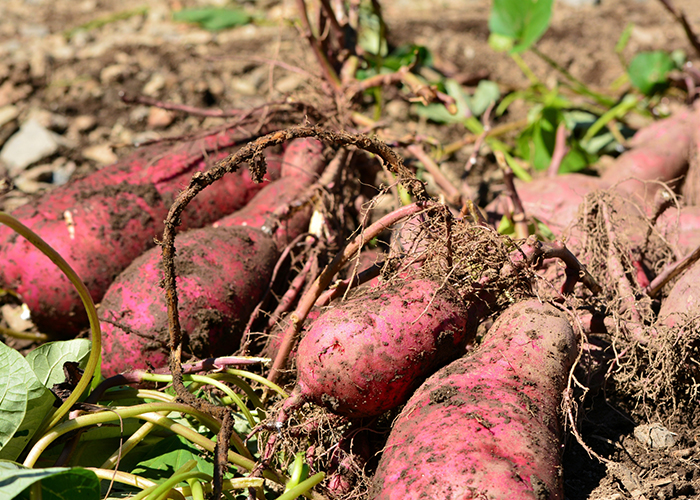 美味しいさつまいもの選び方と旬の時期