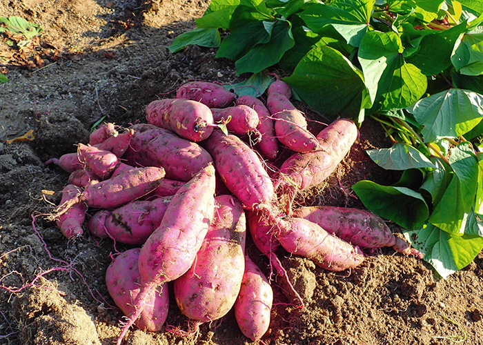 原料は鹿児島県産などが有名な国産さつまいも