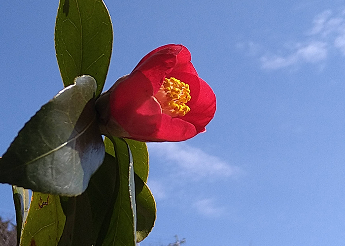 国産無添加の五島椿油が人気の理由