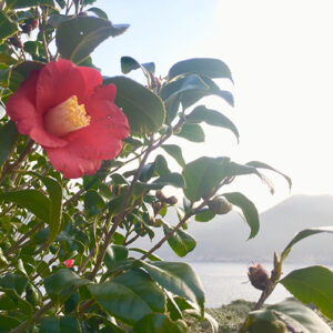 1本で全身うるツヤ！筆者が教える！国産「五島椿油」の美容効果と美髪・美肌を叶える方法