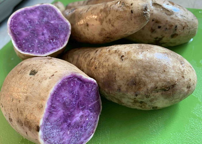 鮮やかな紫色の台農73号（紫心番薯）