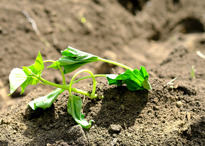 甘いさつまいも栽培は「苗」選びで決まる！まとめ