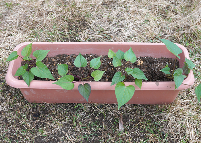 甘いさつまいもを育てる栽培管理のコツ