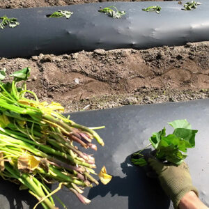 さつまいもの苗選びで収穫量が激変！プロが教える甘い芋を育てるコツ